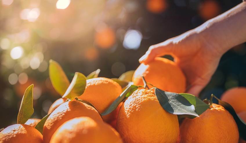 oranges