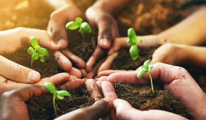 planting